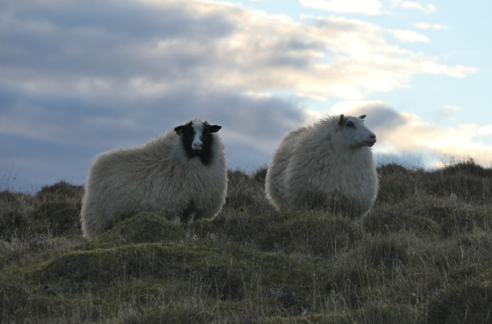 A Journey to Iceland